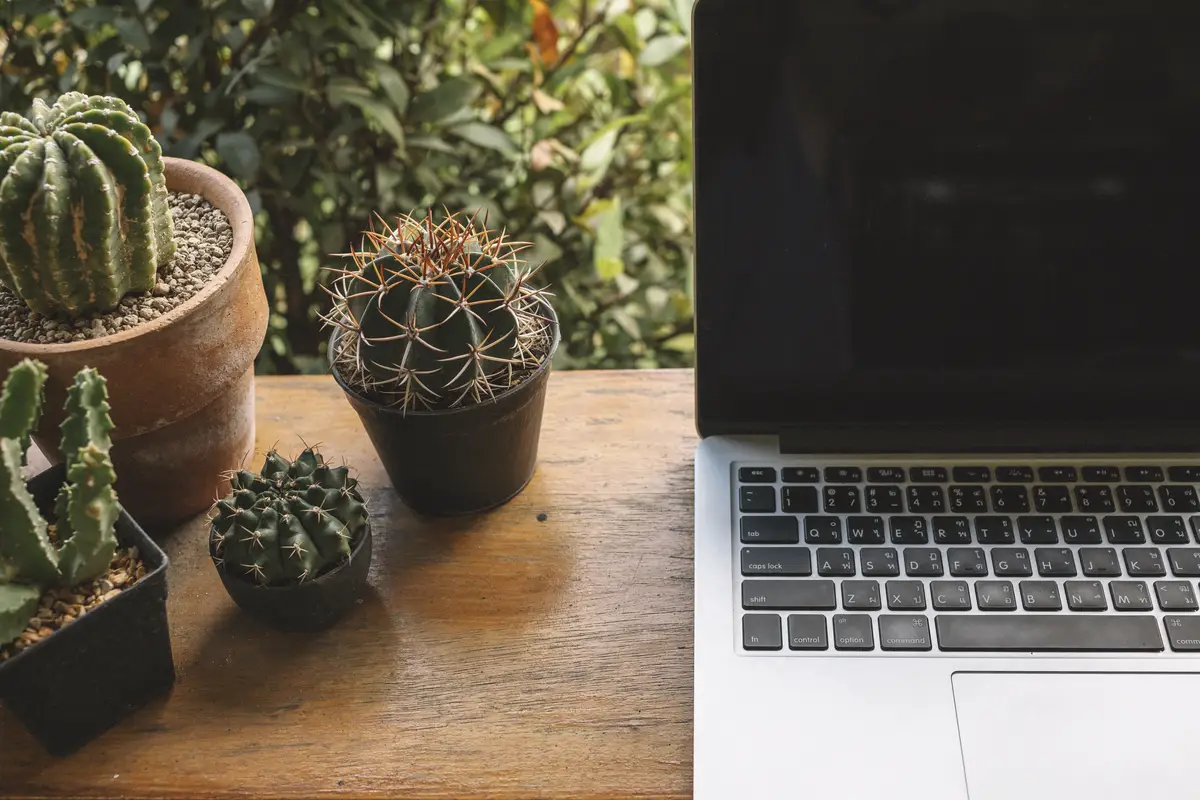 Crop laptop near cacti