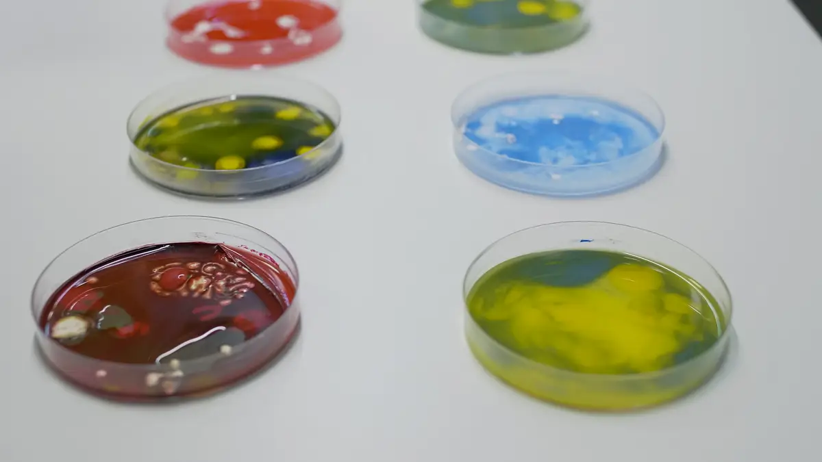 Bactérias gram-positivas além dos estafilococos: prática clínica 2 Close up of chemical petri dish on desk in science laboratory with organic bacteria to test sample of substance. Glass plate with colorful liquid prepared for biochemistry development