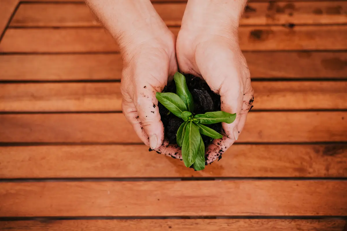 Unrecognizable middle age woman working with plants outdoors holding earth and a small green plant