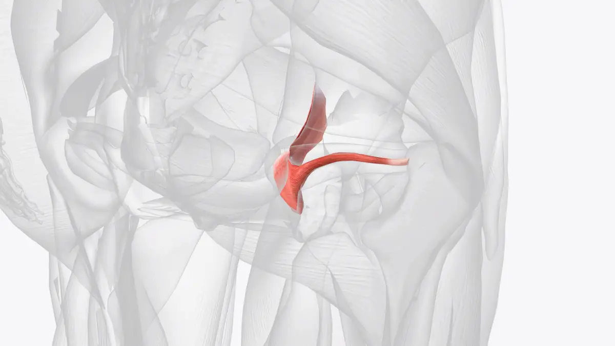 The obturator internus is the deep muscle of hip joint which is part of lateral wall of pelvis