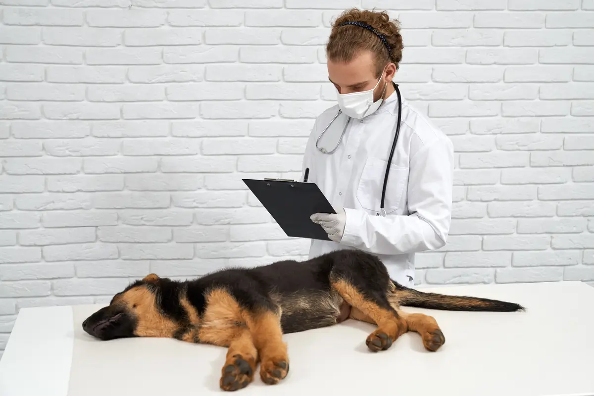 Vet making notes dog lying on table