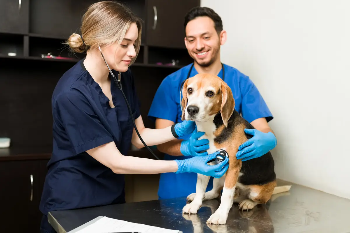 MEI para Veterinários e Empresários Pet em 2026: Guia Prático 1 Happy veterinarian woman using a stethoscope to listen to the heart of a cute beagle dog. Caucasian vet and hispanic man examining a sick pet