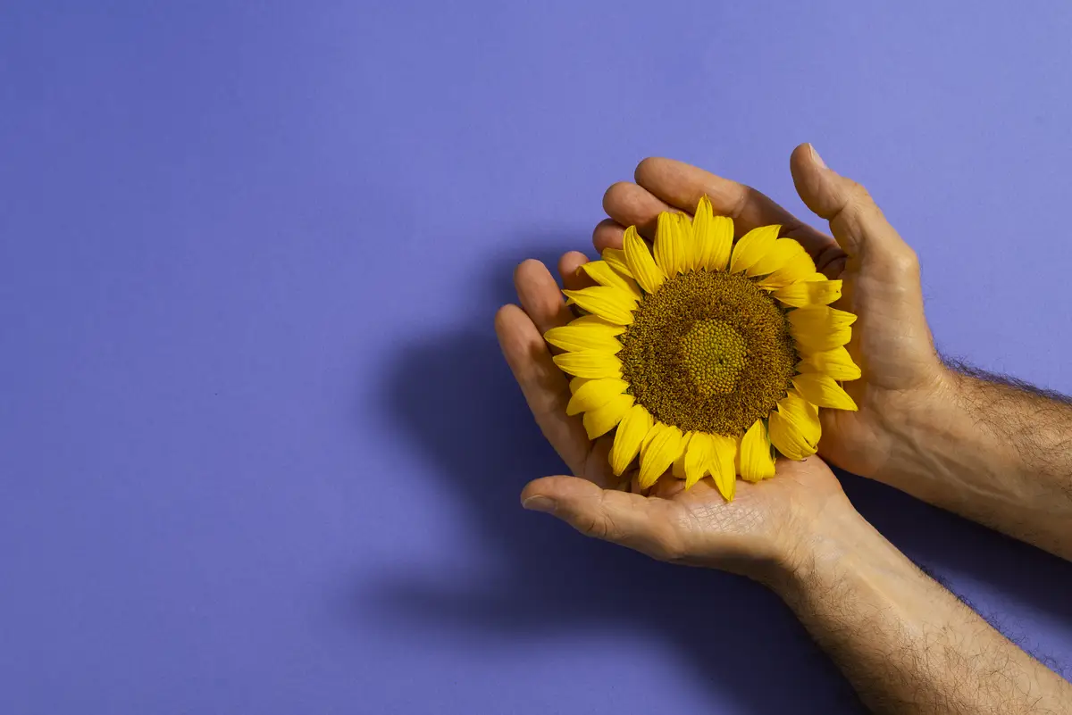 Beautiful sunflower in studio still life