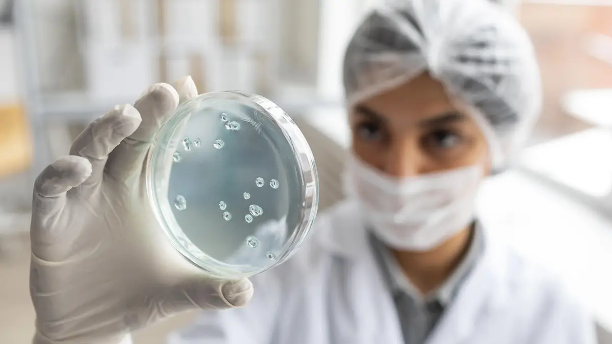 Uso clínico da cefazolina em enterobactérias: evidências atuais 2 Close up blurry scientist holding petri dish