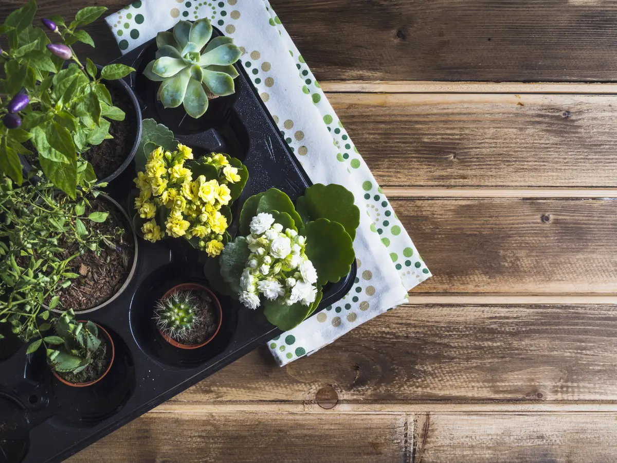 Gardening plants in plastic crate with napkin on wooden table
