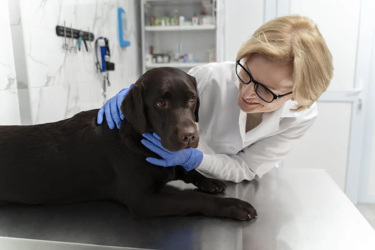 Medium shot smiley doctor checking dog