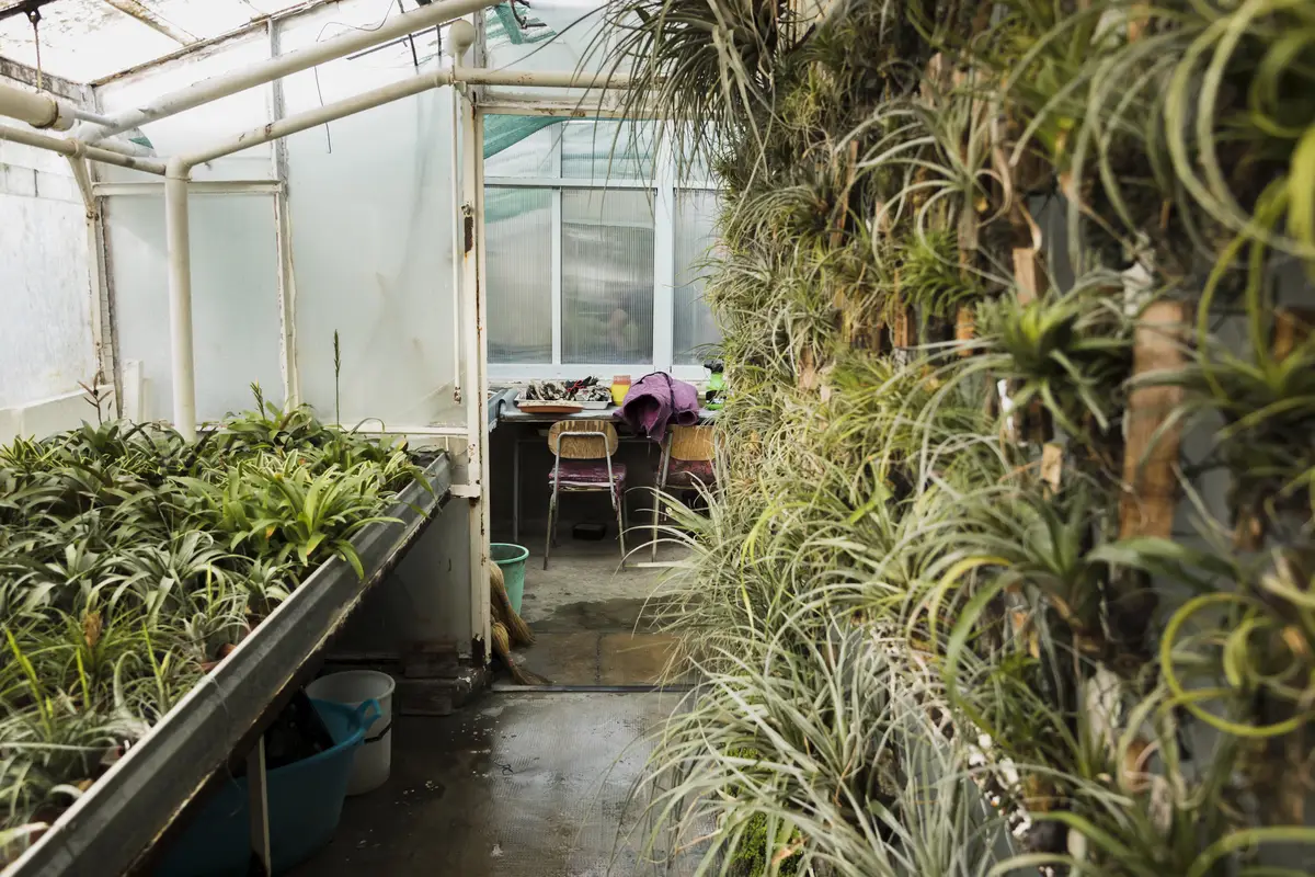 Greenhouse still life