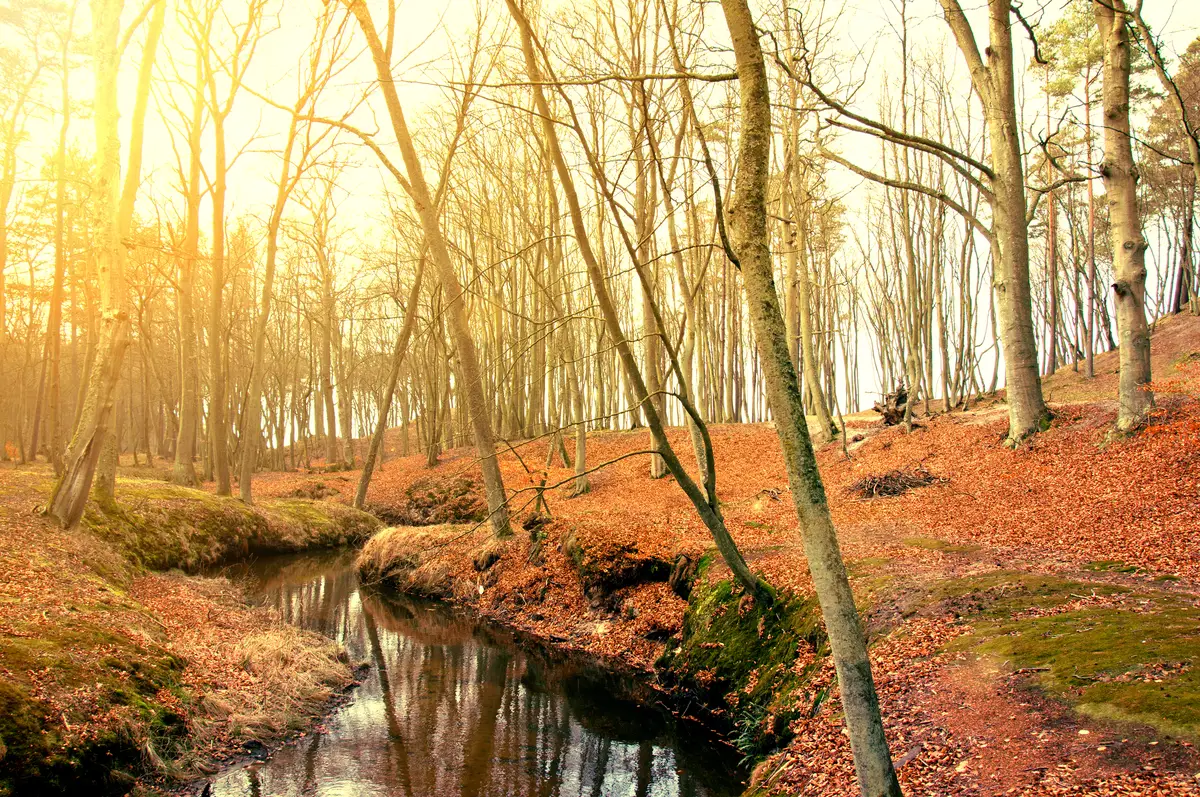 Dry trees near to a river