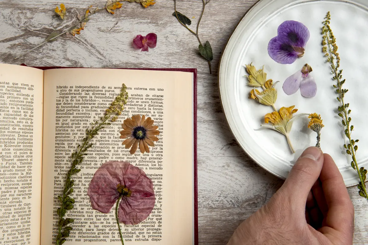 Top view flower press with book