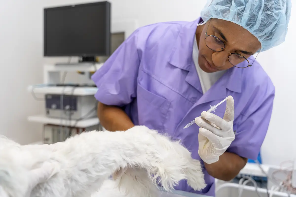 Close up on veterinarian taking care of pet