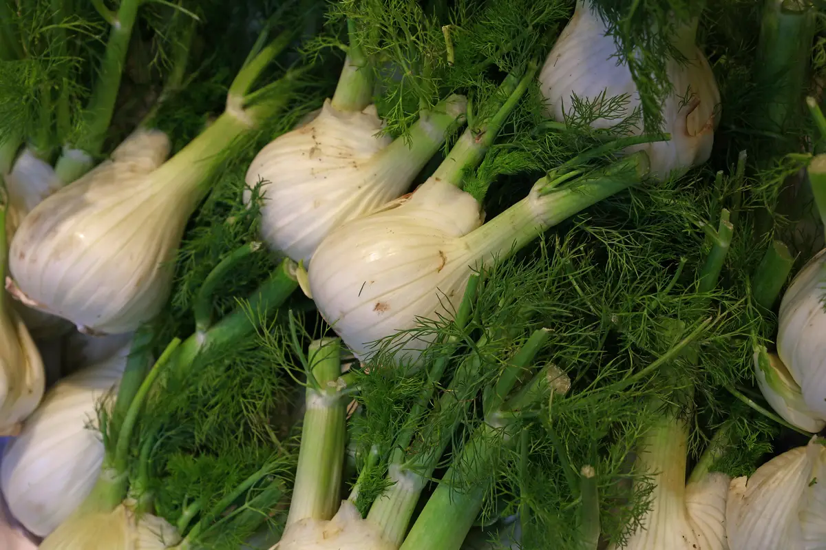Fresh green fennel