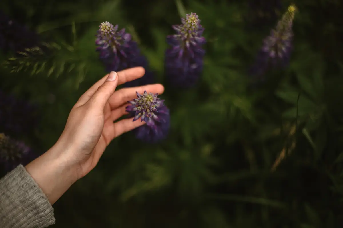 Top close up of hand touching charming wild violet lupine flower