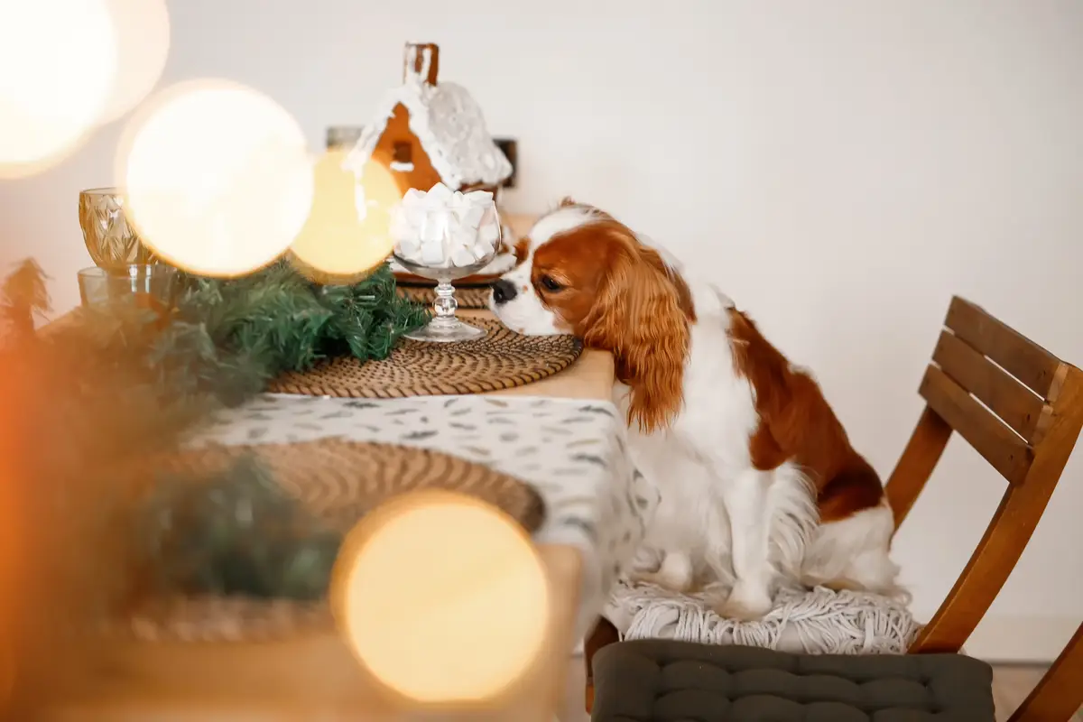Cavalier King Charles Spaniel sits at a table in a decorated Christmas room and sniffs a marshmallow New Year's dog