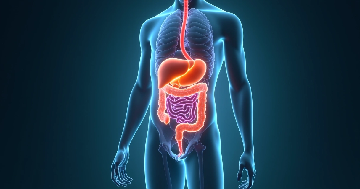 Conceito de albumina baixa com silhueta humana mostrando fígado e intestino 