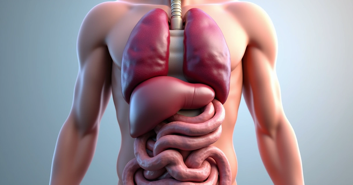 Ilustração médica do baço aumentado no abdome 