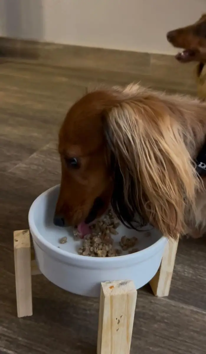 Cachorro comendo comida natural em tigela branca elevada