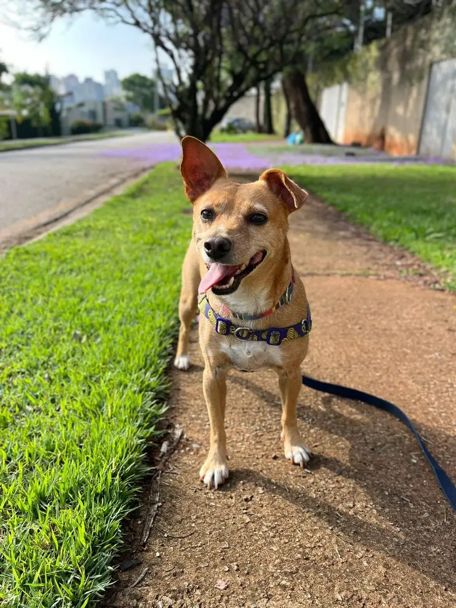 Cachorro pequeno e marrom com coleira azul e linguar pendurado, em calçada ao lado de grama verde em um dia ensolarado