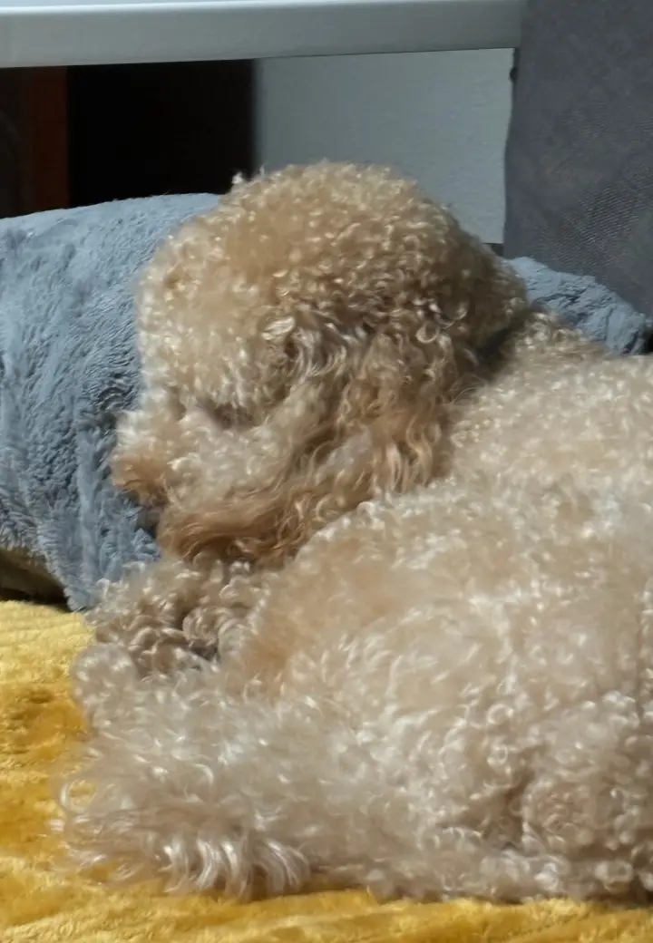 Cão de pelo encaracolado castanho claro a dormir sobre uma almofada amarela e outra cinza