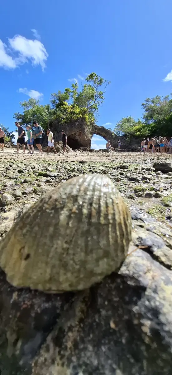 Concha marinha em primeiro plano na praia com arco natural de pedra e turistas ao fundo