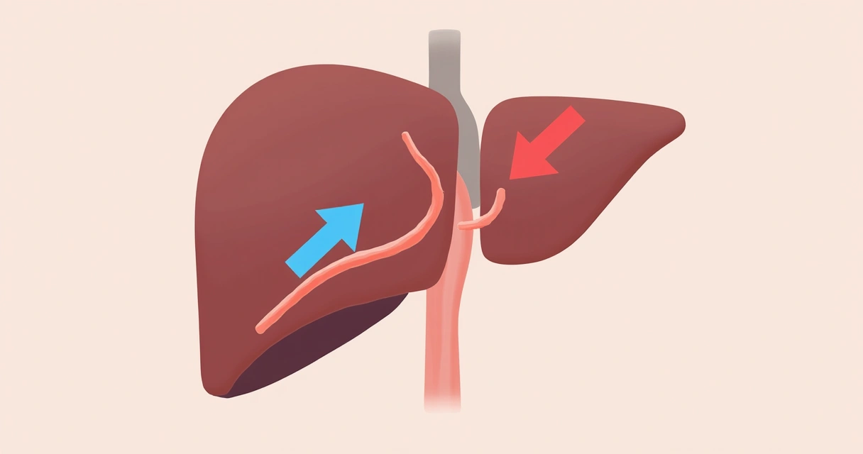 Esquema mostrando o fígado e futuras de glicose 