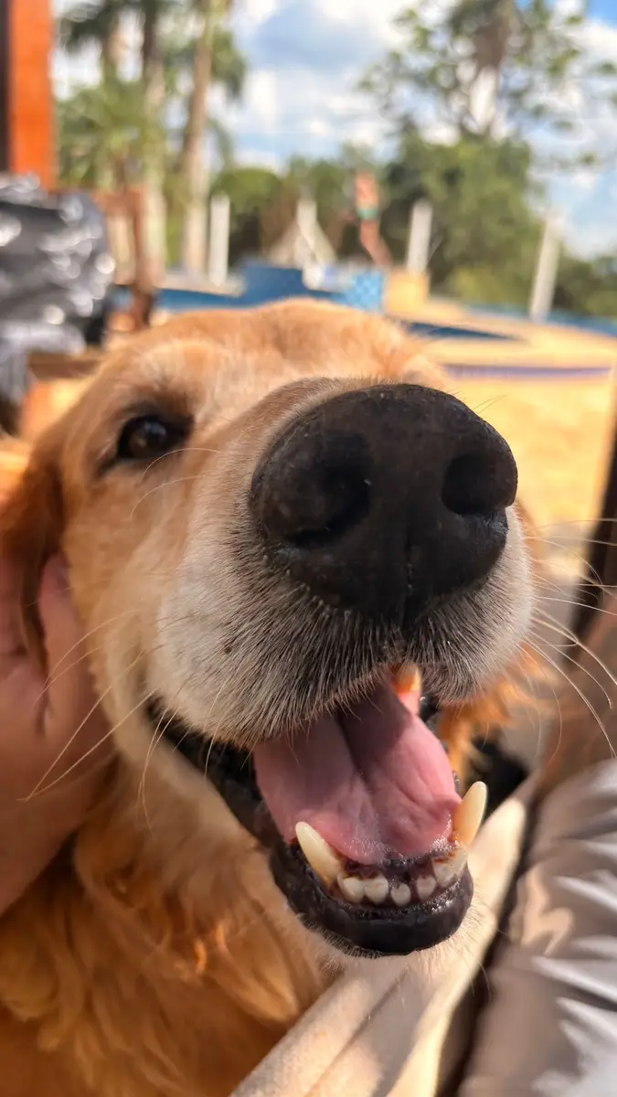 Focinho e boca sorridente de um cachorro dourado visto de perto