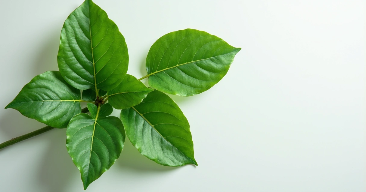 Folhas de moringa frescas em close sobre fundo branco com espaço para texto 