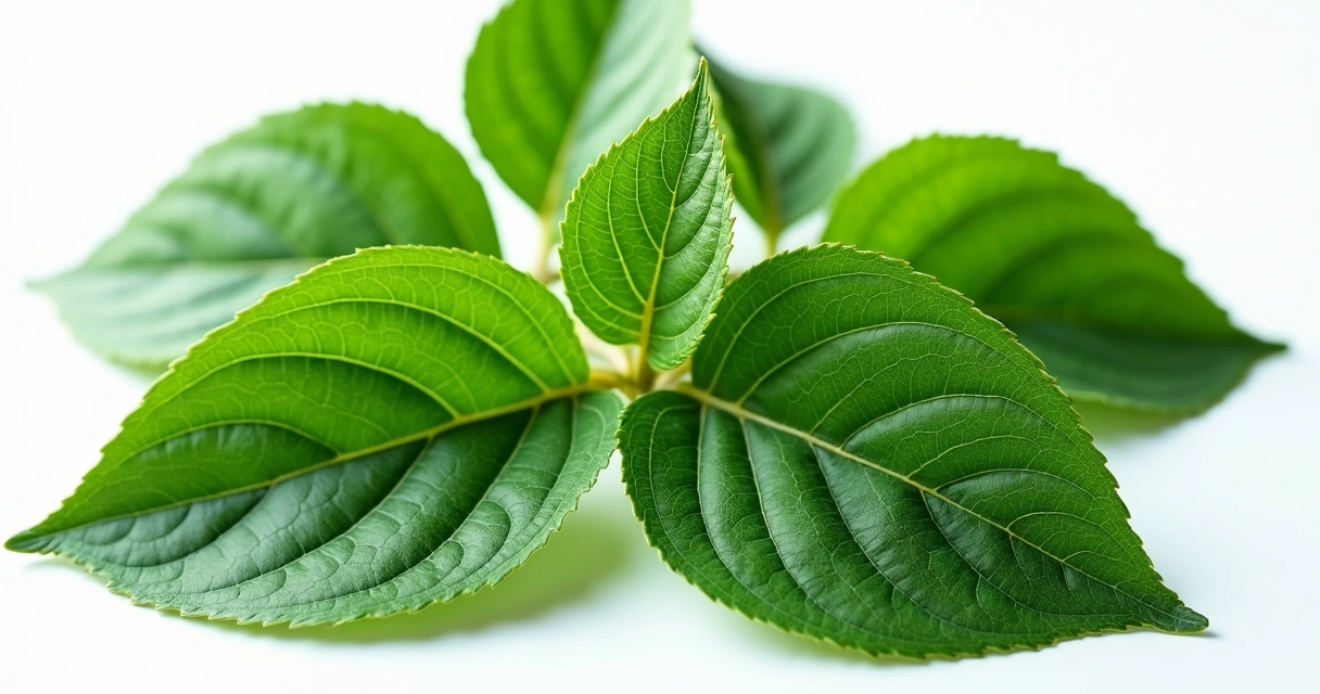 Folhas frescas de moringa sobre fundo branco com detalhes nítidos e iluminação natural 