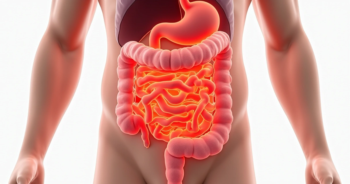 Representação artística do intestino com áreas vermelhas inflamatórias 