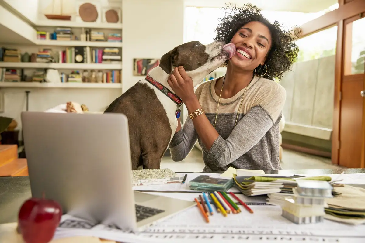Mulher sorrindo recebendo lambida de cachorro ao lado de mesa com laptop e materiais de trabalho