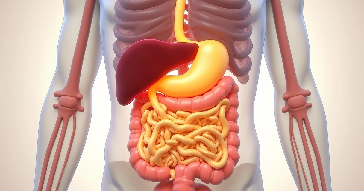Visão interna do abdome mostrando pâncreas, estômago e outros órgãos 