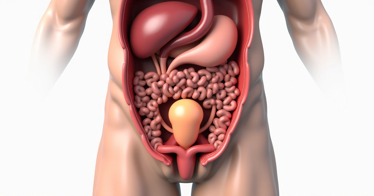 Ilustração anatômica do sistema urinário masculino com destaque para próstata 